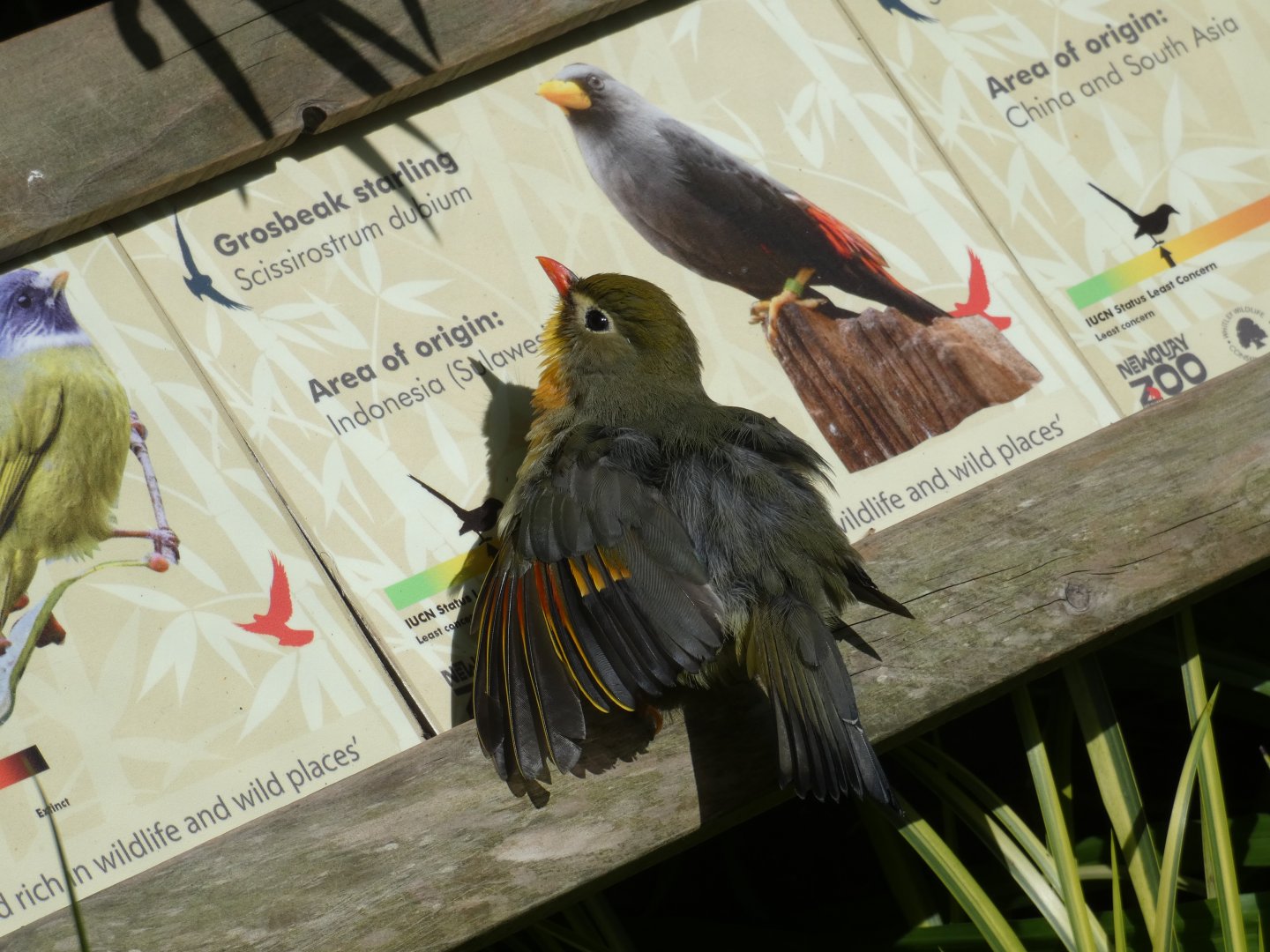 Pekin Robin sub-bathing