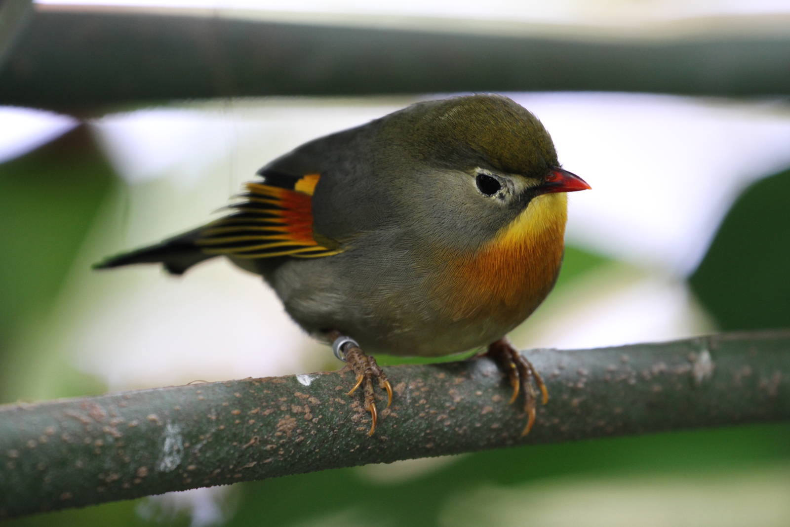 Peking Robin