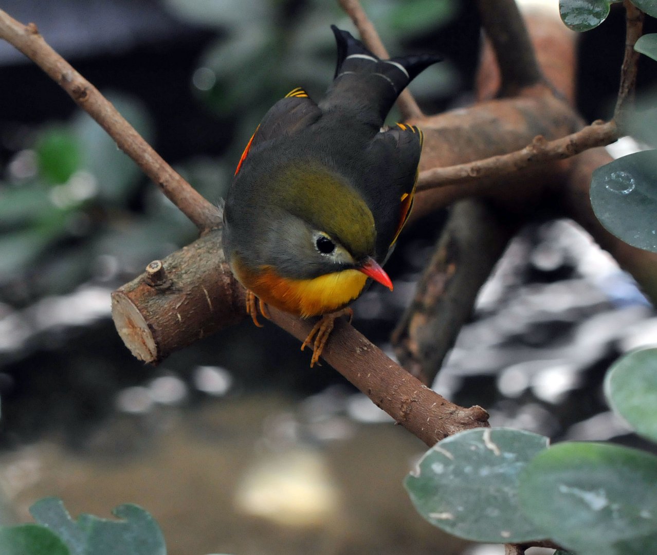 Peking Robin