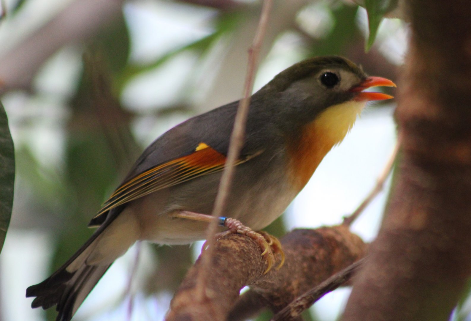 Peking robin