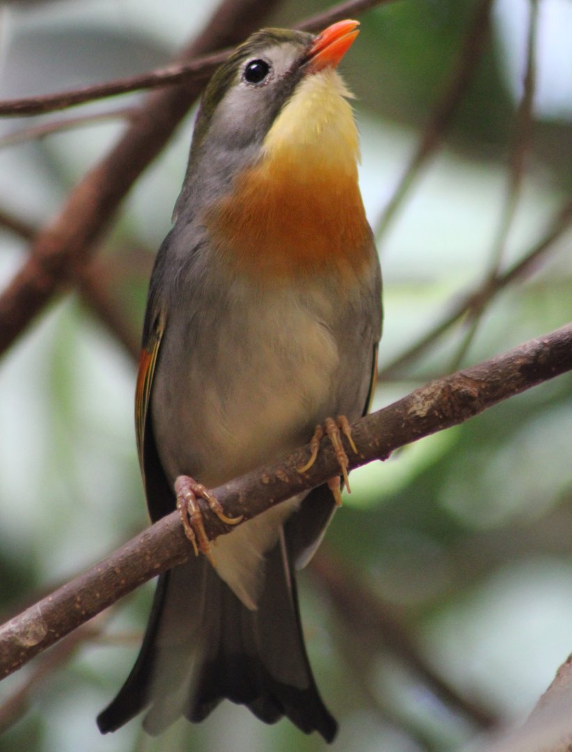 Peking robin