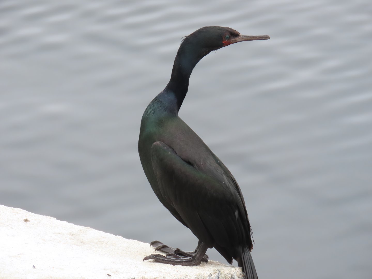Pelagic Cormorant (Urile pelagicus)