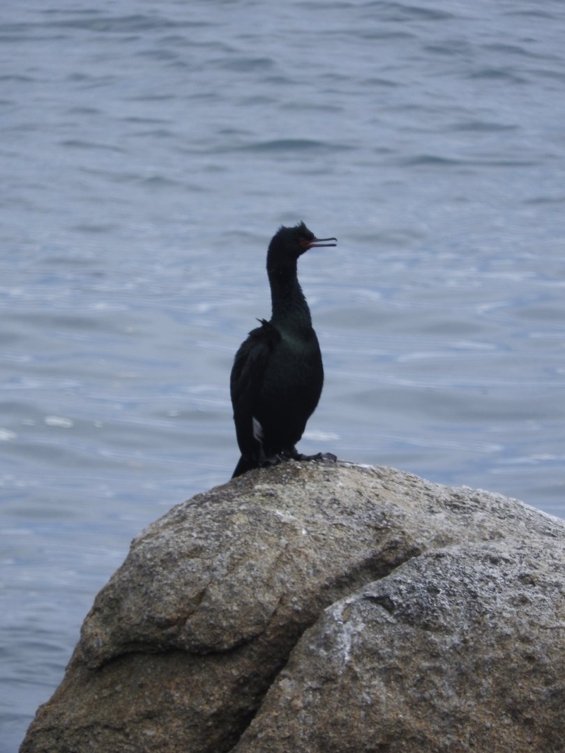 Pelagic Cormorant
