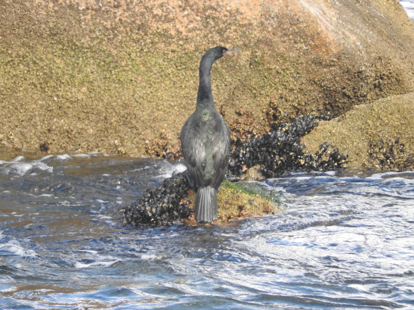 Pelagic Cormorant
