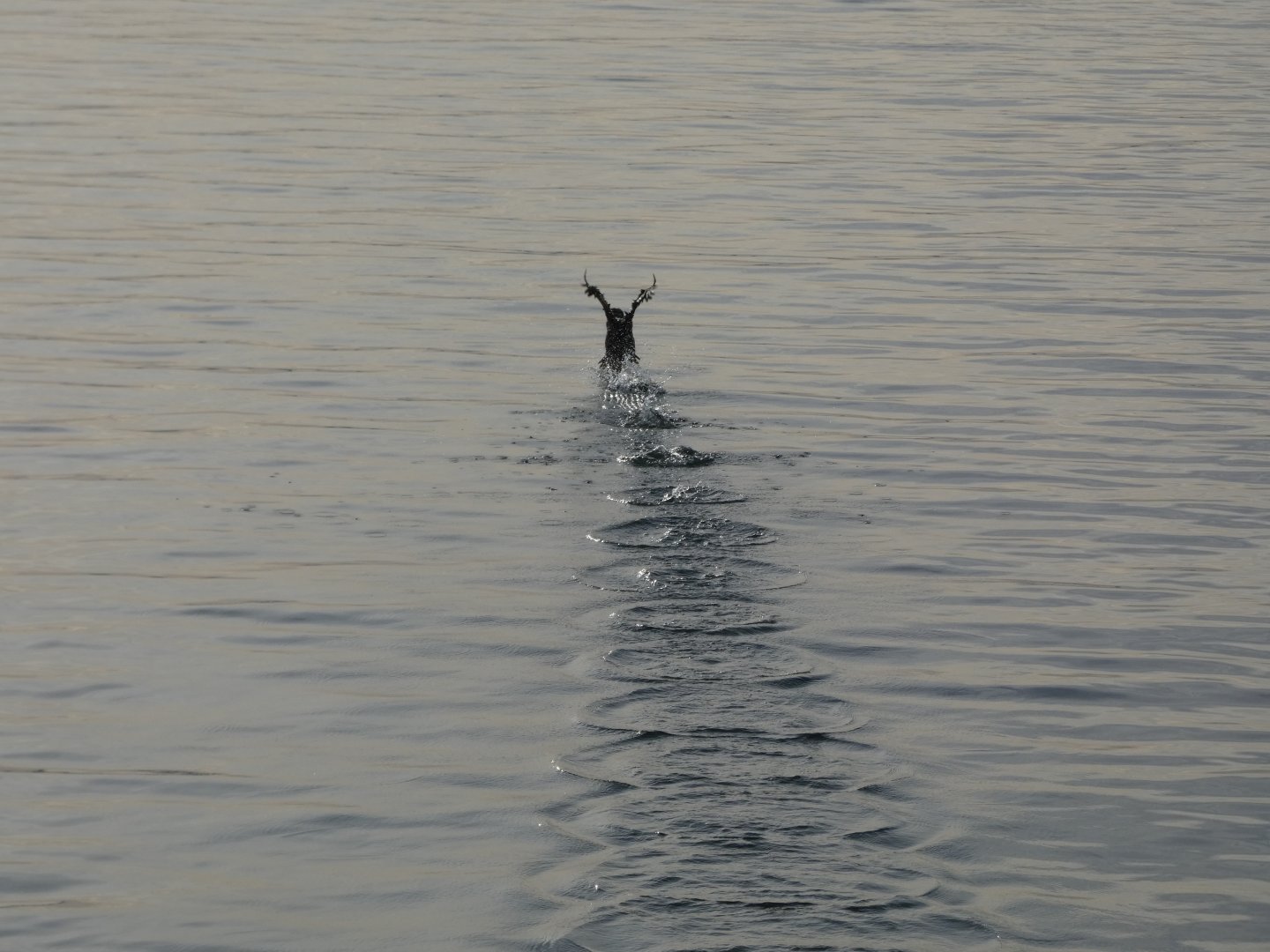 Pelagic cormorant