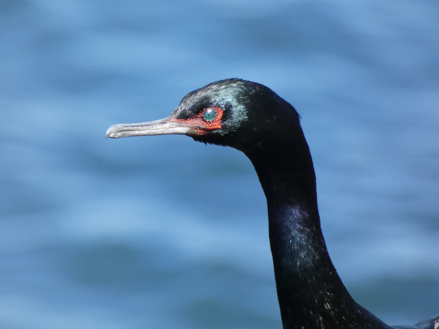 Pelagic cormorant