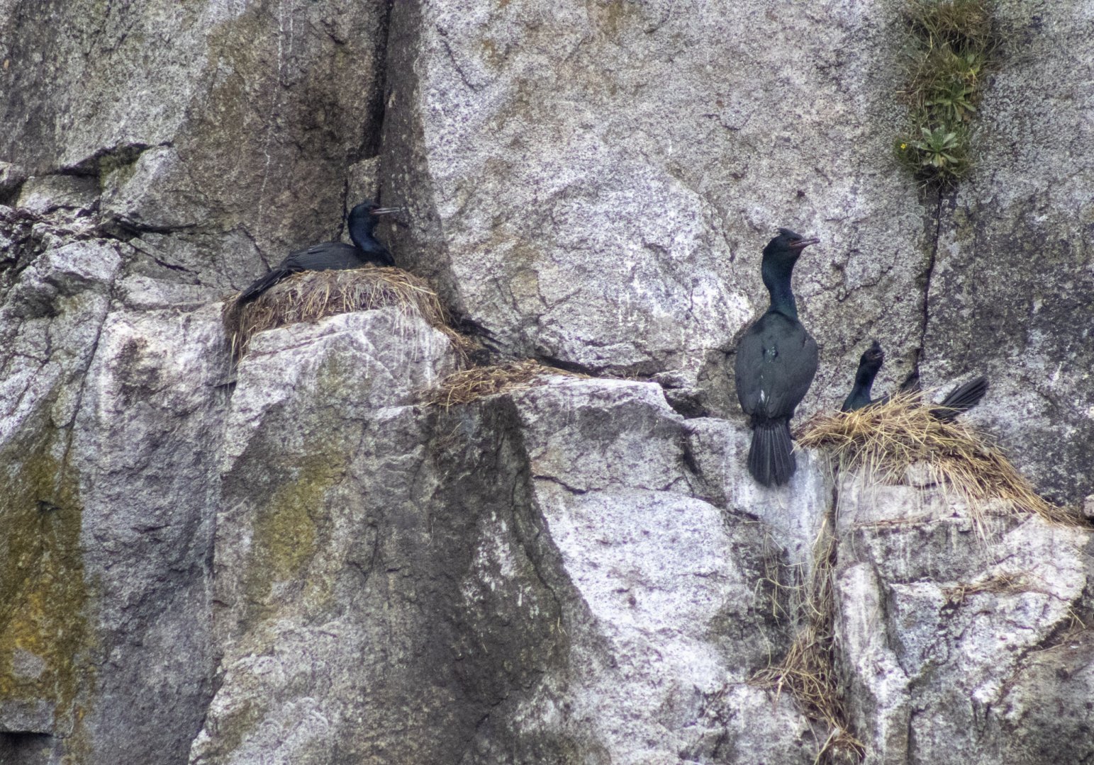 Pelagic Cormorants - Alaska