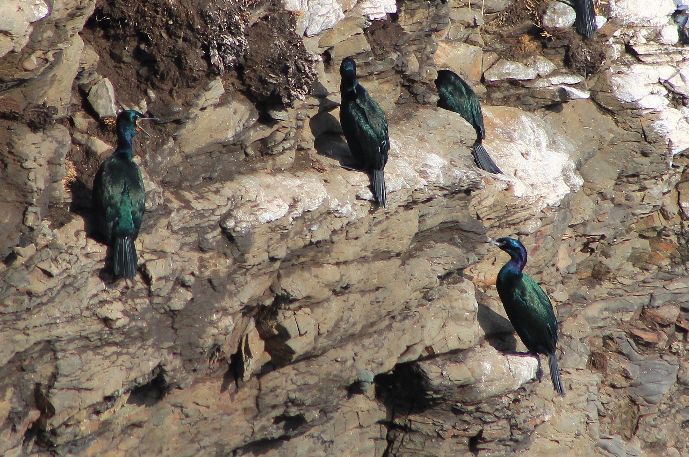 Pelagic Cormorants (Phalacrocorax pelagicus)