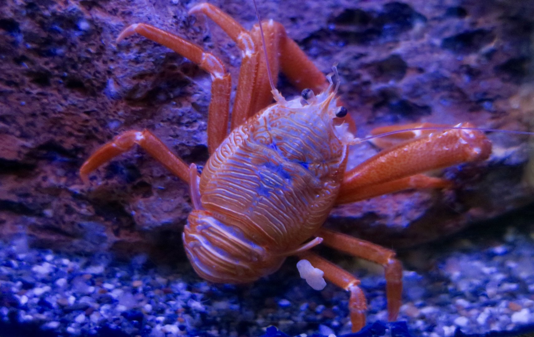 Pelagic Red Crab (Grimothea planipes)