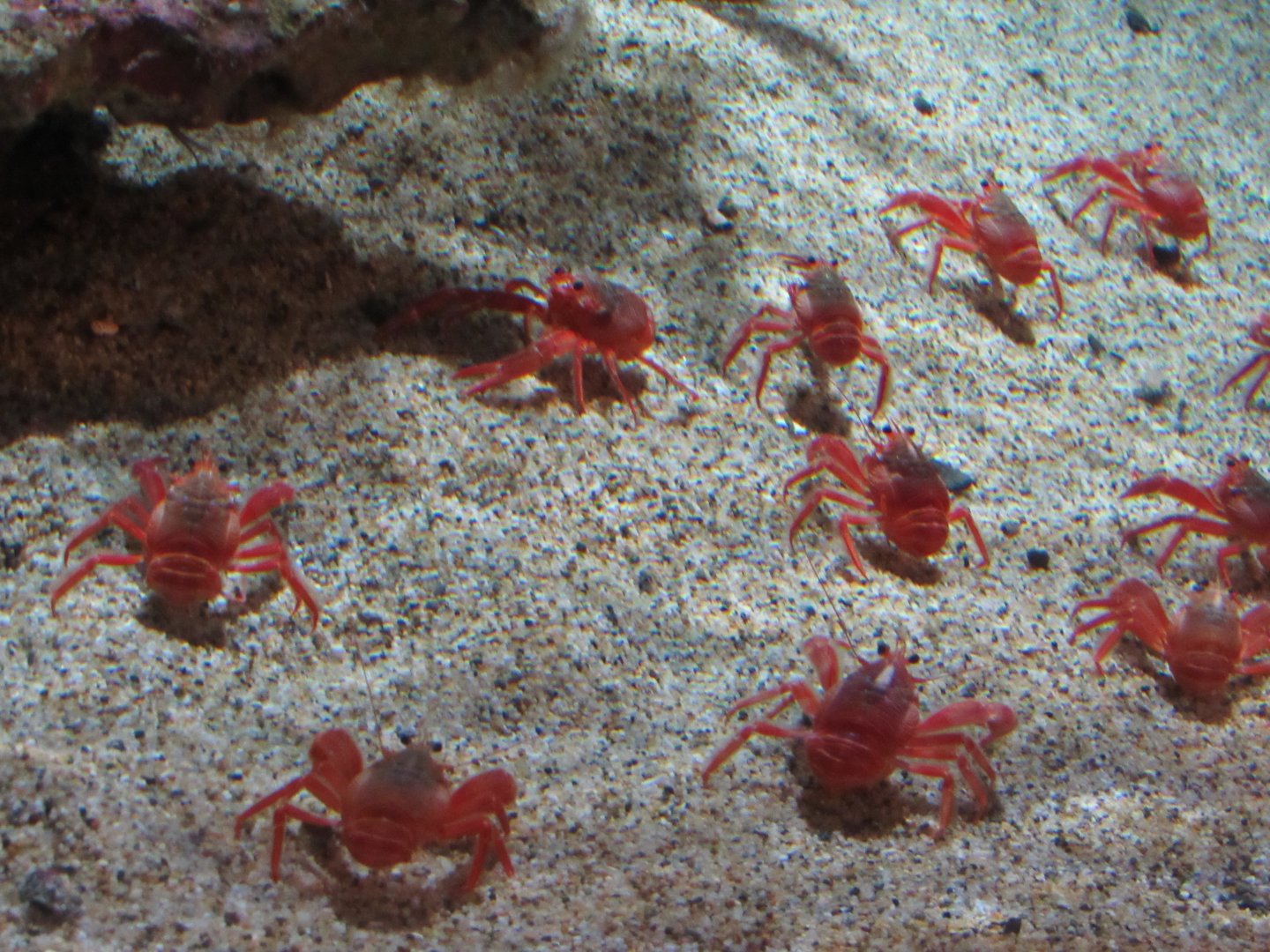 Pelagic Red Crab