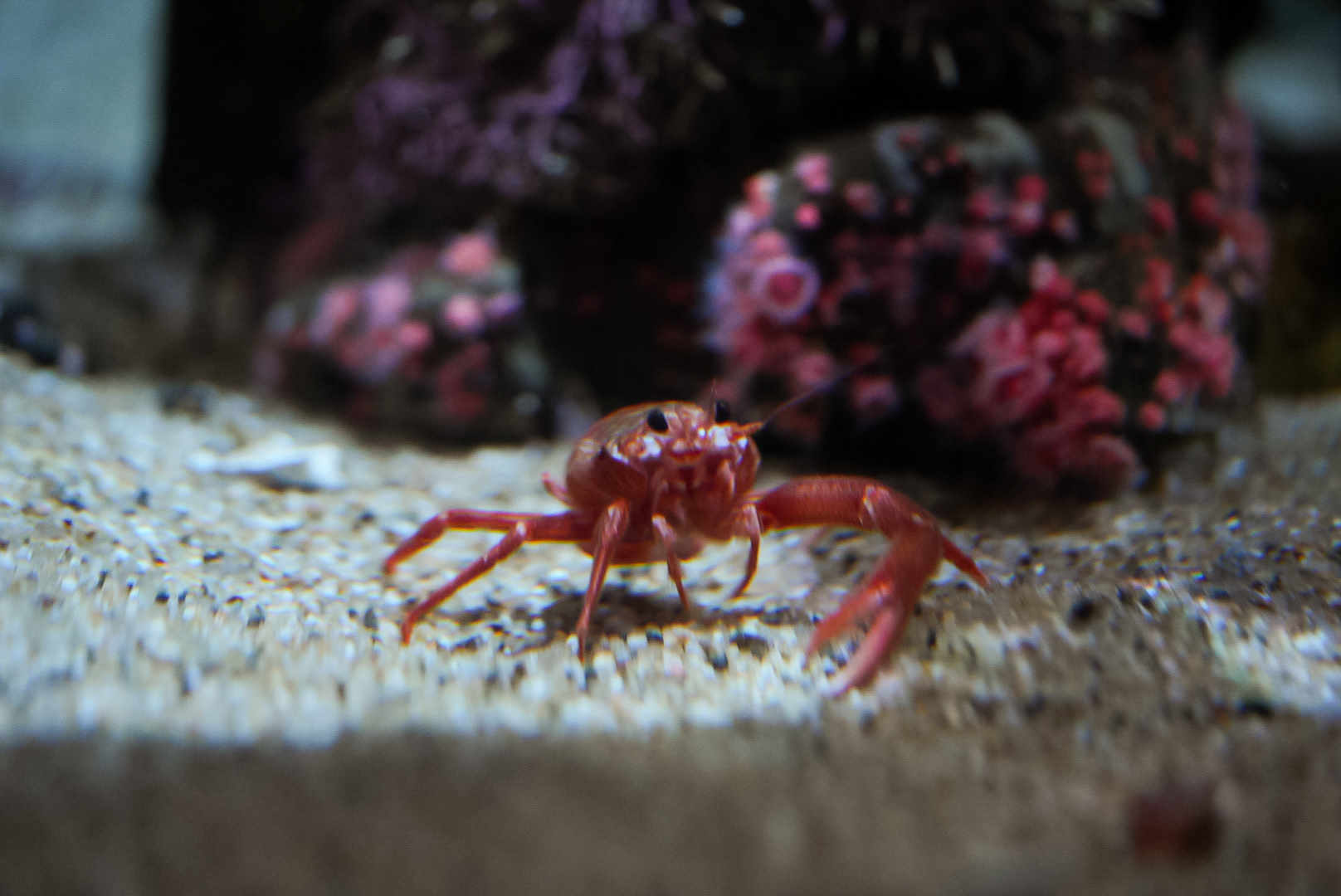 Pelagic Red Crab