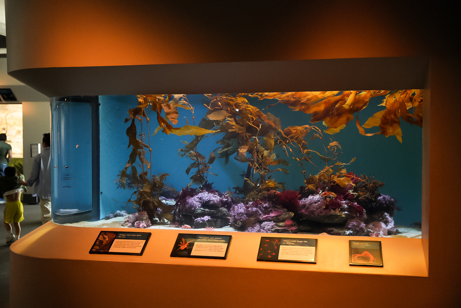 Pelagic Red Crabs exhibit