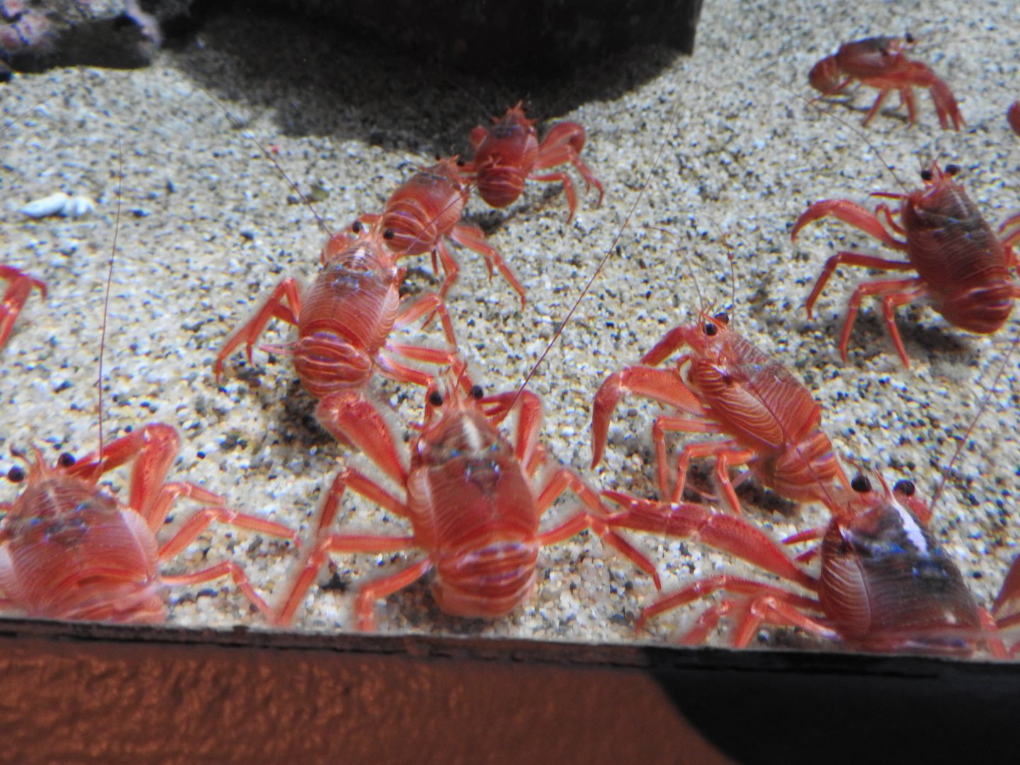 Pelagic Red Crabs