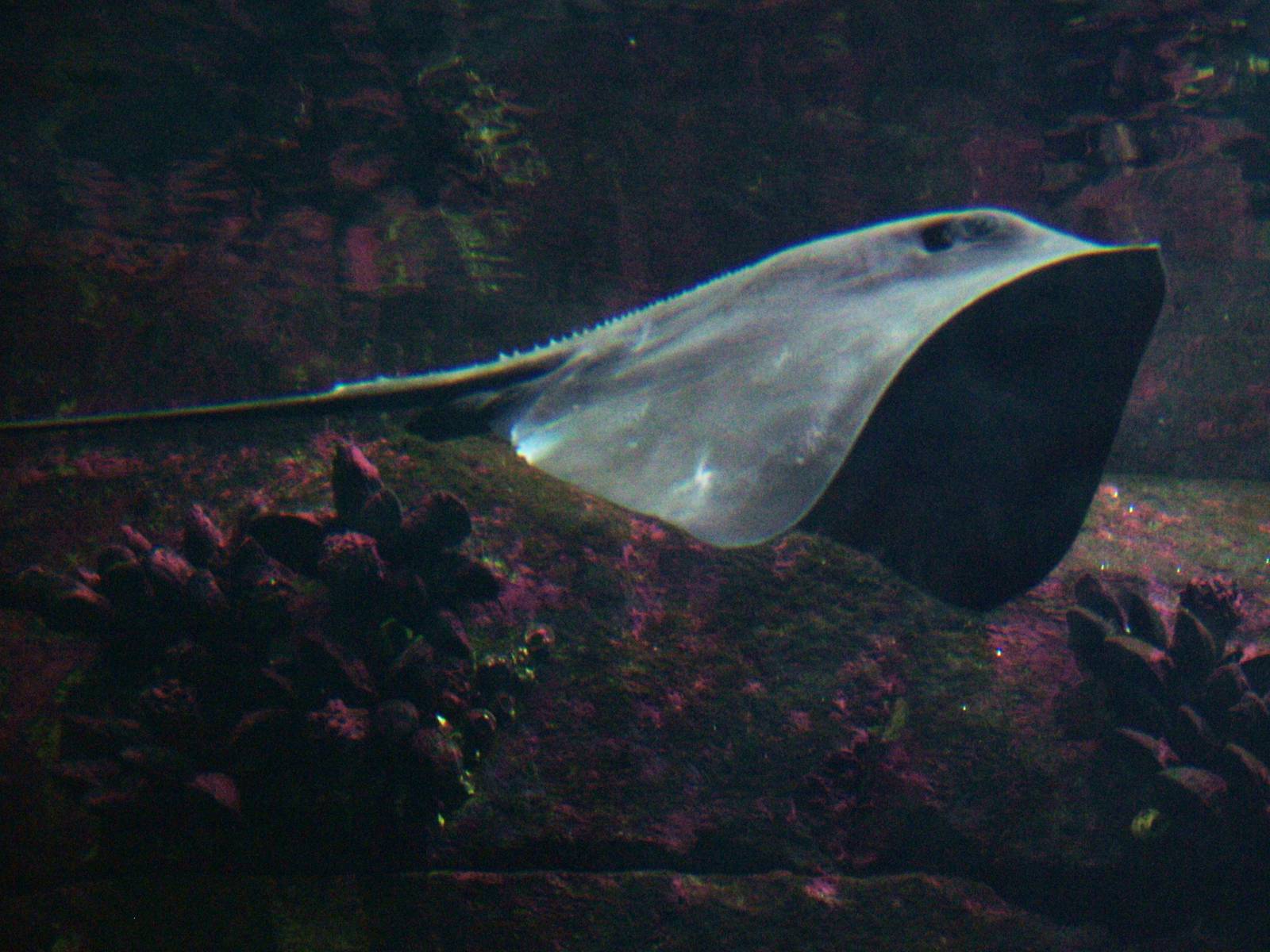 Pelagic Stingray at Berlin Zoo Aquarium, 31/08/11