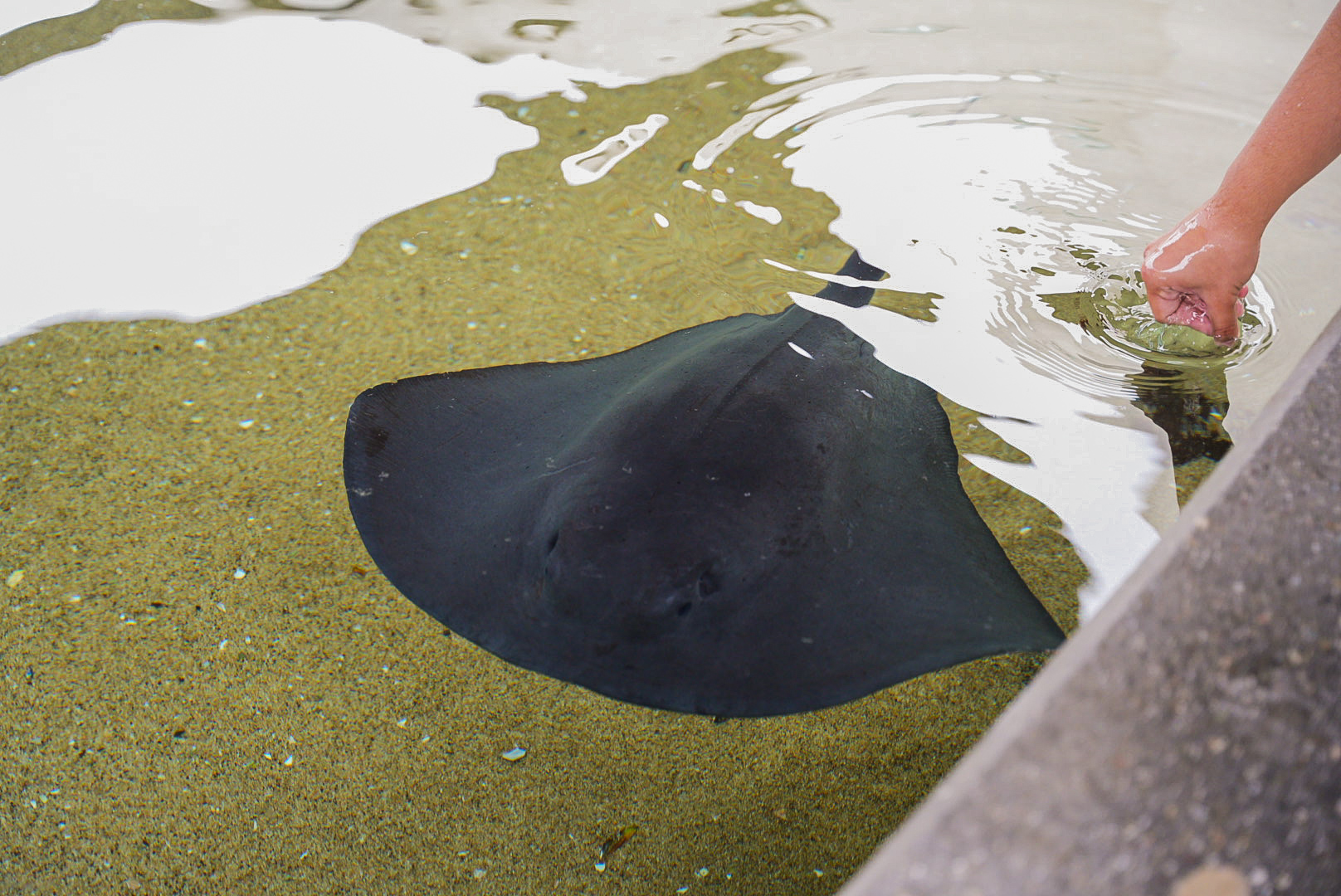 Pelagic Stingray (Juvenile)