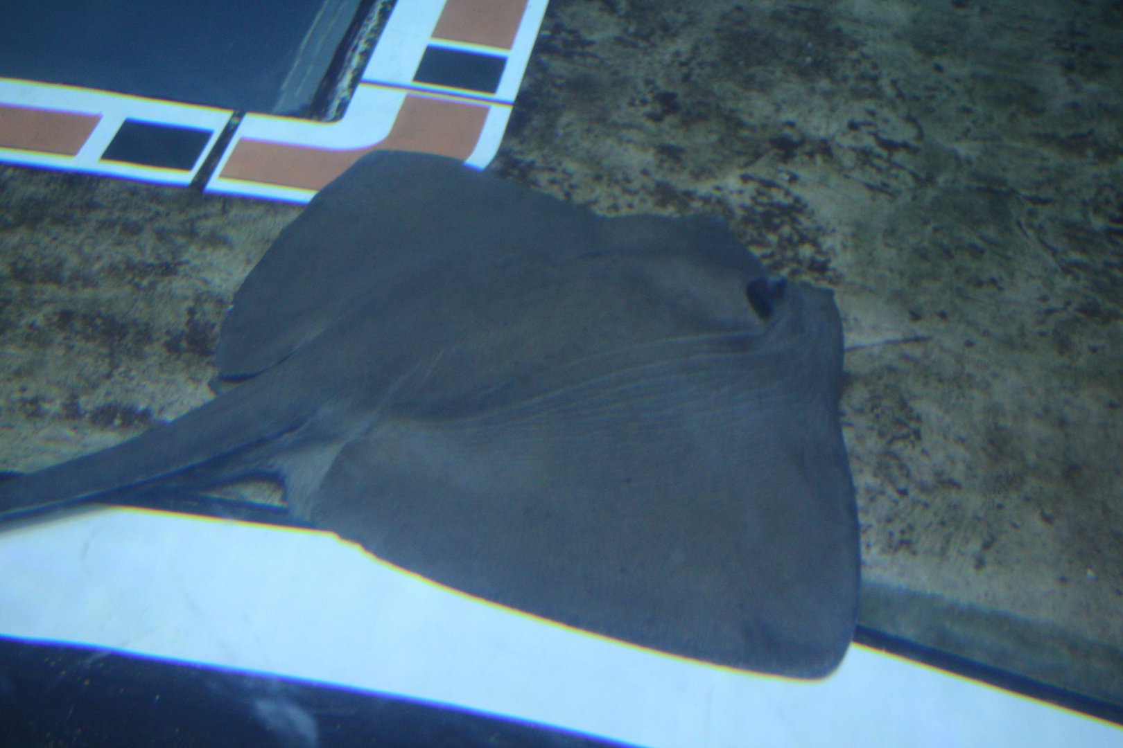 Pelagic Stingray (Pteroplatytrygon violacea)