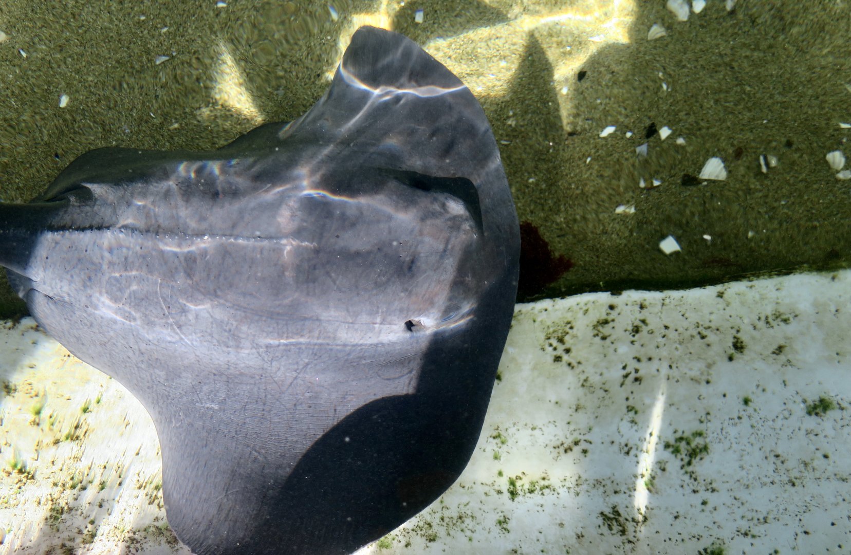 Pelagic Stingray (Pteroplatytrygon violacea)