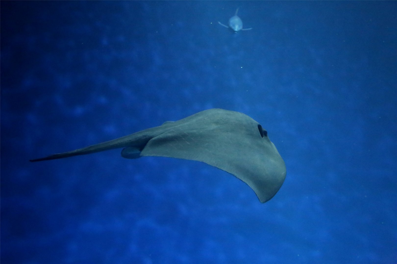 Pelagic Stingray