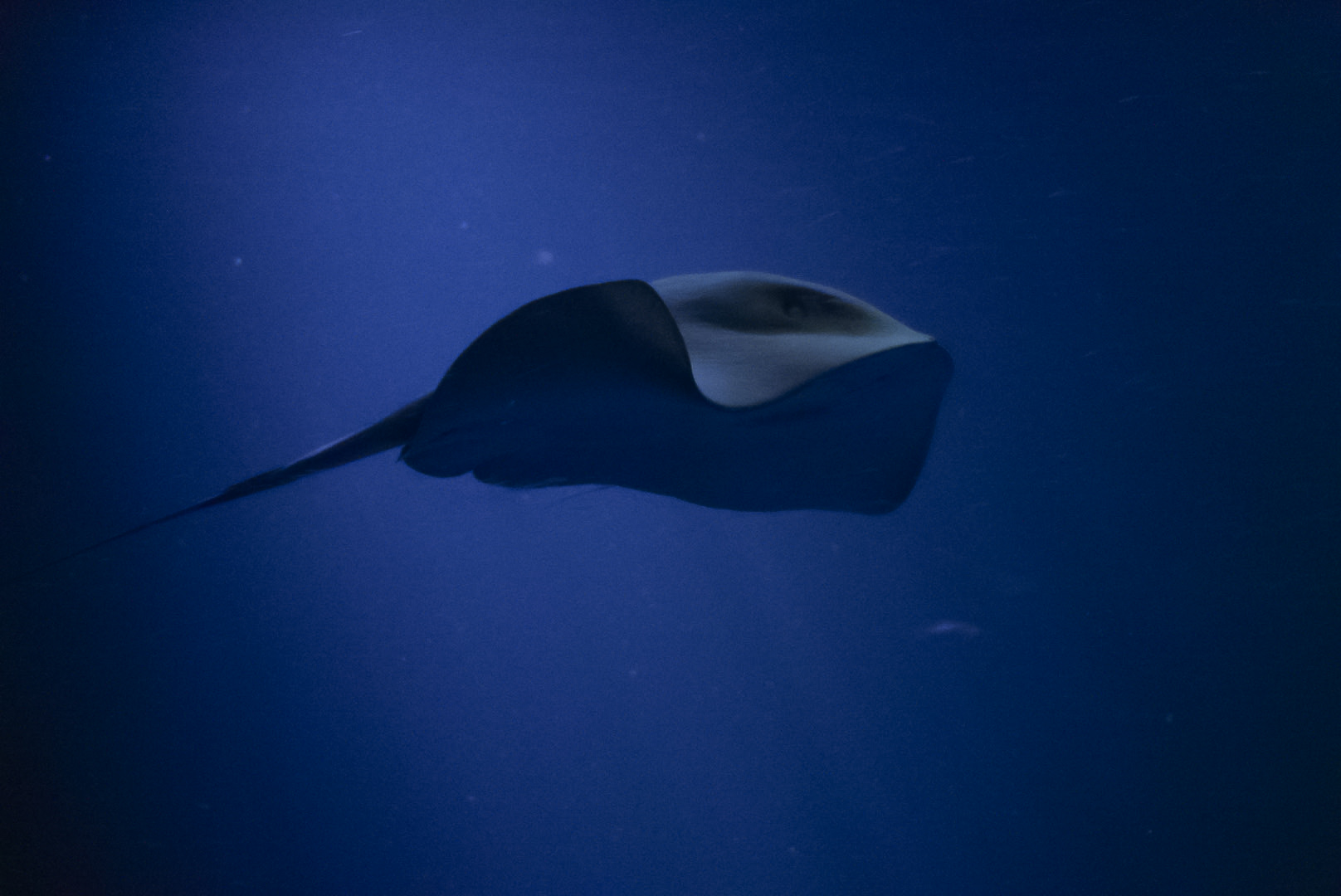 Pelagic Stingray