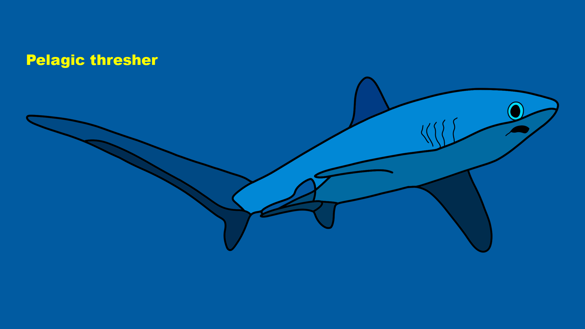 Pelagic thresher (Alopias pelagicus)