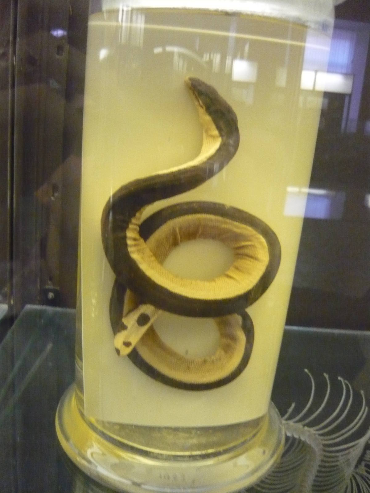 Pelamis platura wet specimen