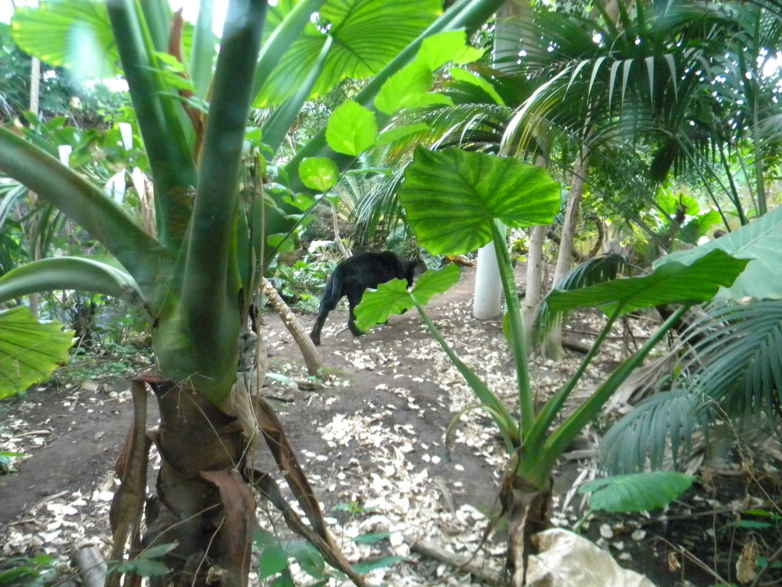 Pele the Jaguar at Chester Zoo 11/06/11