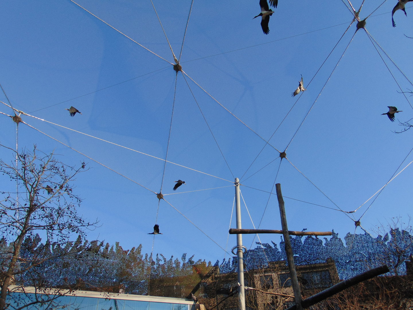Pelecaniformes in the Buffalo Aviary