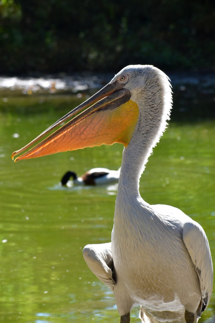 Pelecanus crispus - Dalmatian Pelican / Zoo d'Upie 2024