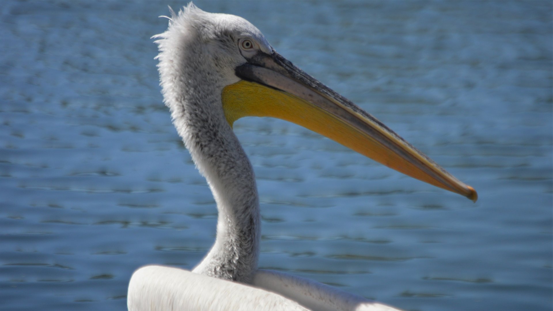 Pelecanus crispus