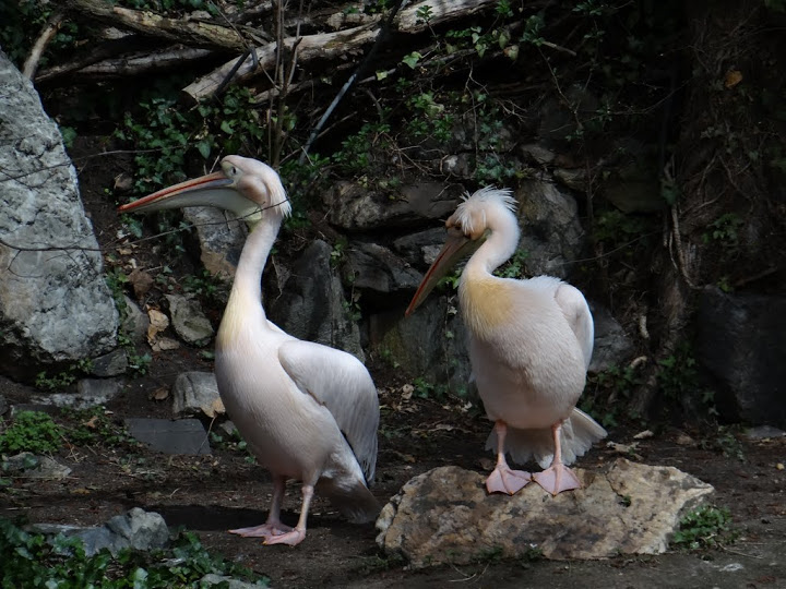 Pelecanus onocrotalus