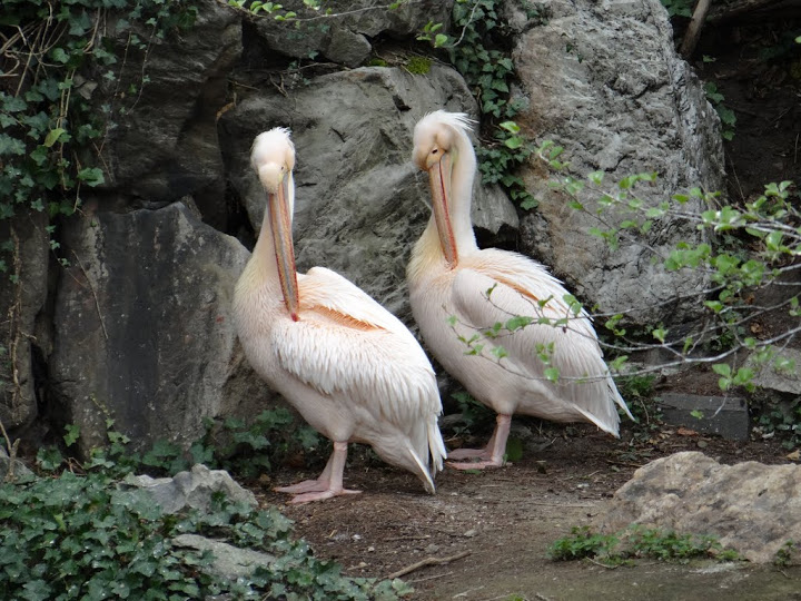 Pelecanus onocrotalus