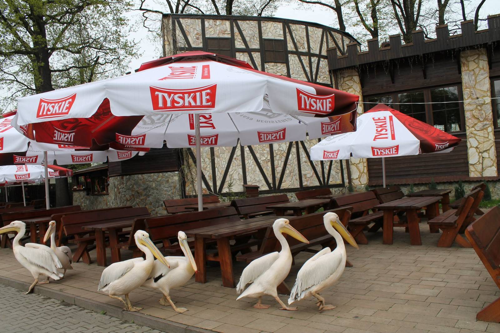 Pelecanus onocrotalus