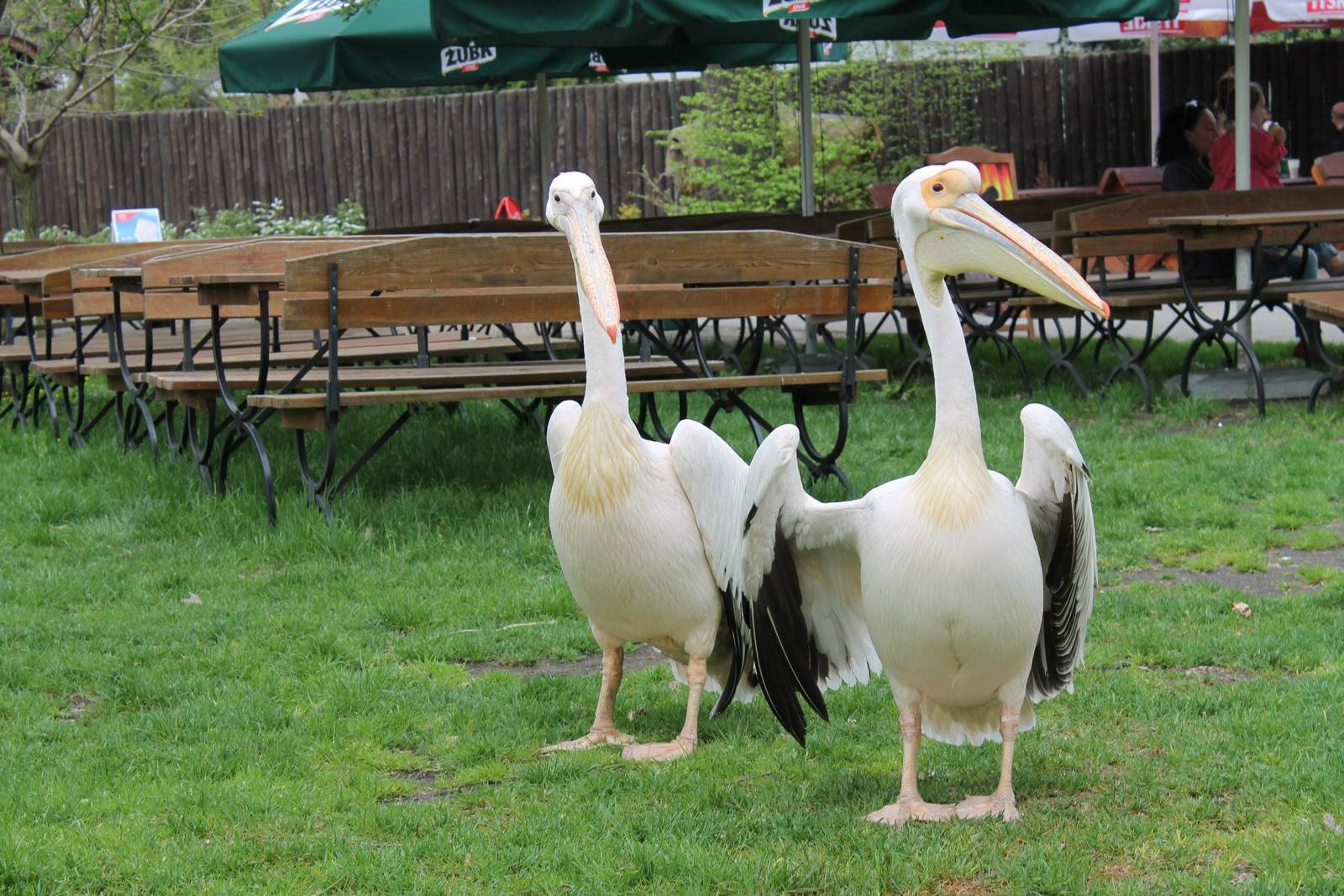 Pelecanus onocrotalus