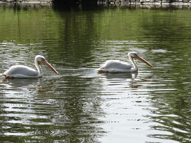 Pelecanus onocrotalus