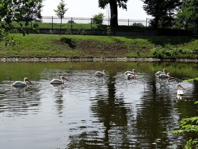 Pelecanus onocrotalus