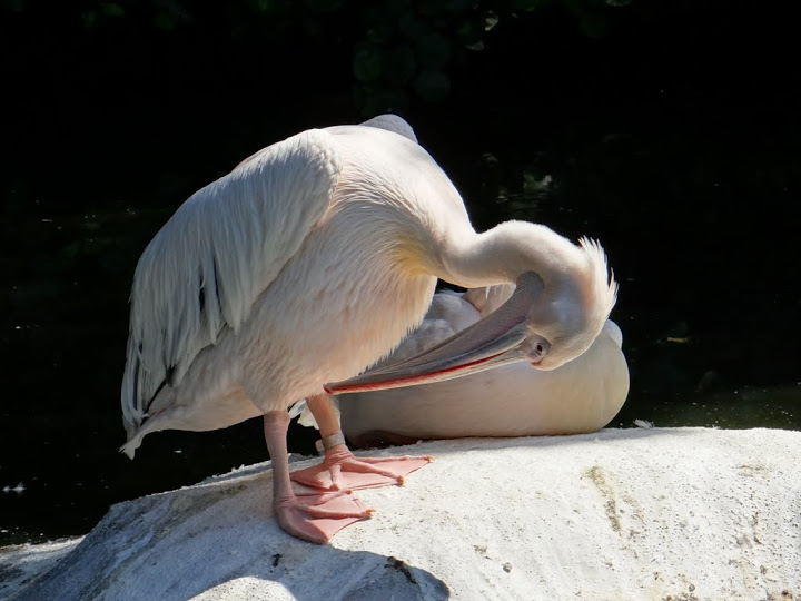 Pelecanus onocrotalus