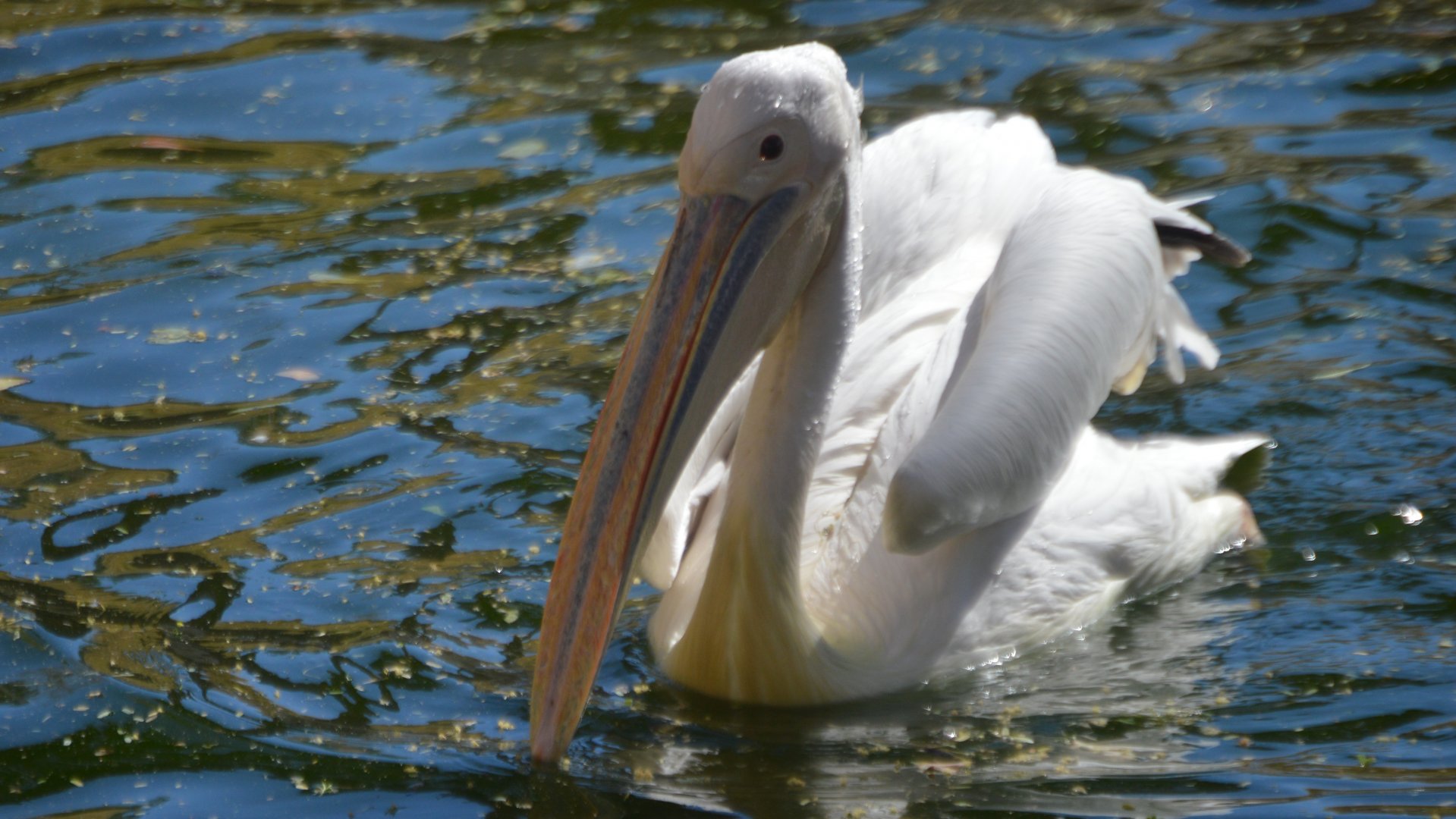 Pelecanus onocrotalus