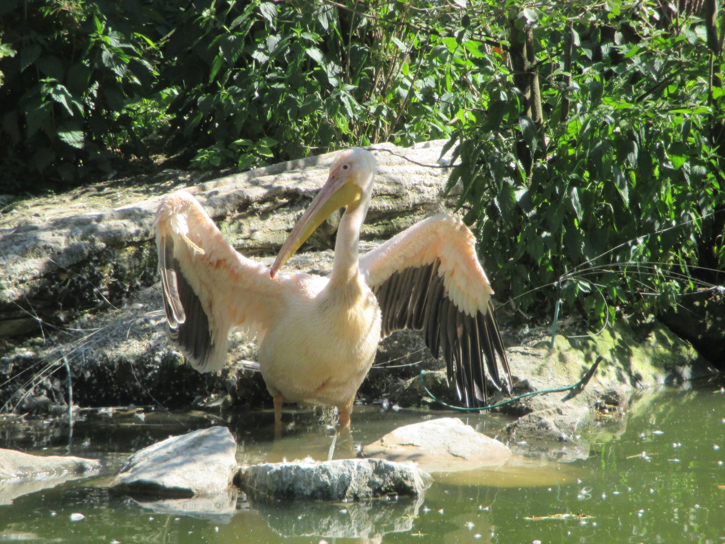 Pelecanus onocrotalus