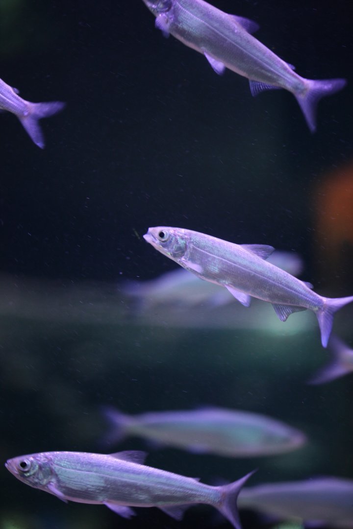 Peled whitefish (Coregonus peled)