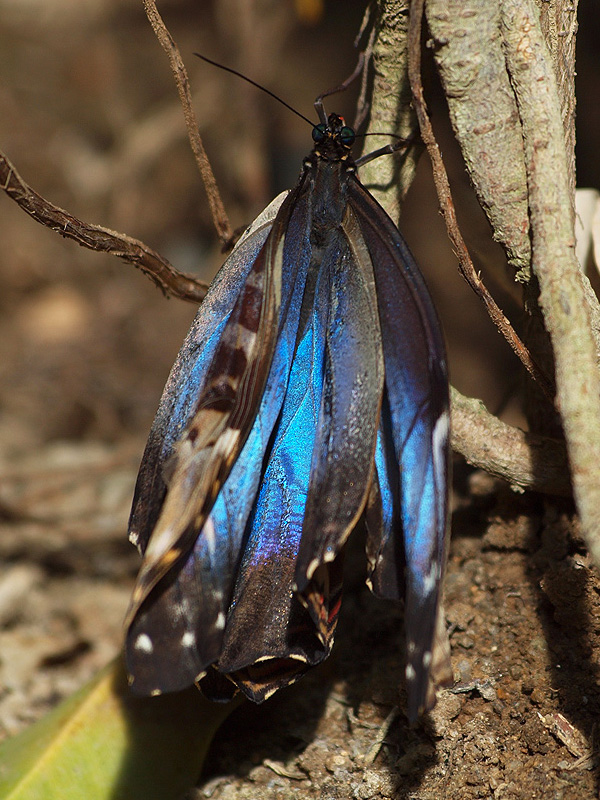 Peleides Blue Morpho - Butterfly Park