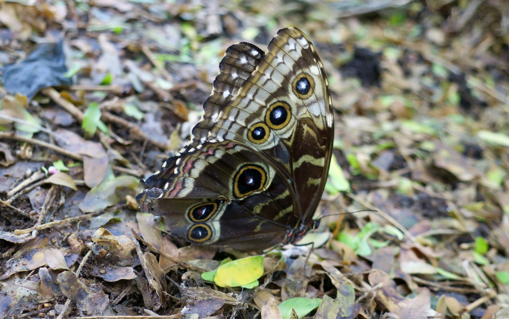 Peleides Blue Morpho (Morpho peleides)