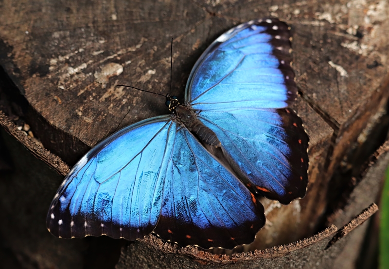 Peleides blue morpho (Morpho peleides)