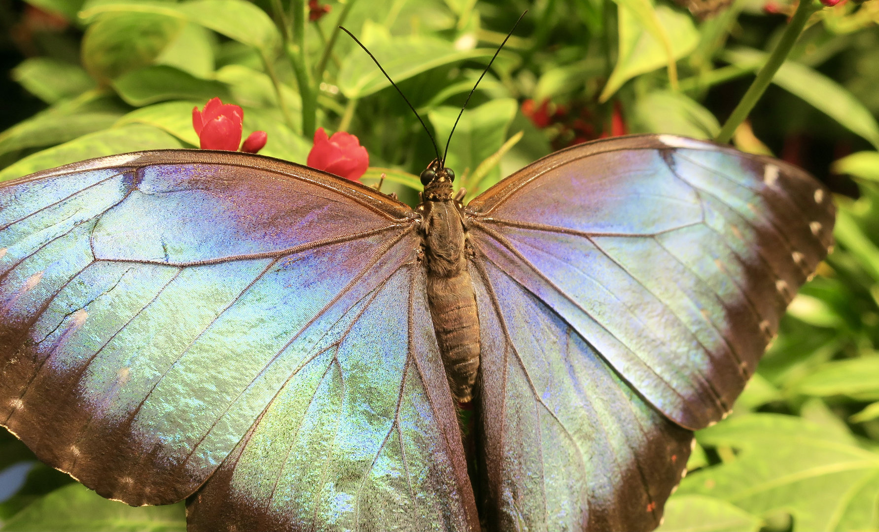 Peleides Blue Morpho (Morpho peleides)
