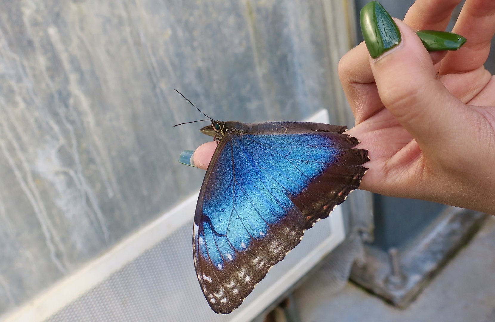 Peleides Blue Morpho (Morpho peleides)
