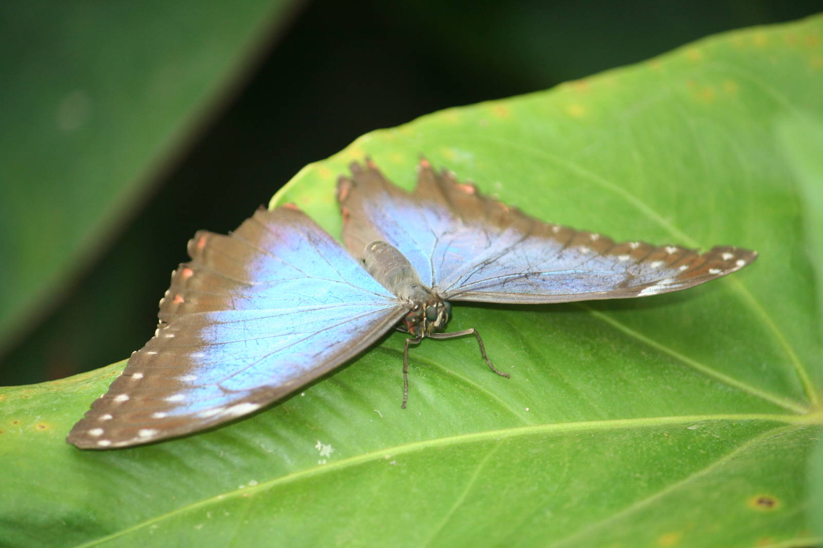 Peleides Blue Morpho