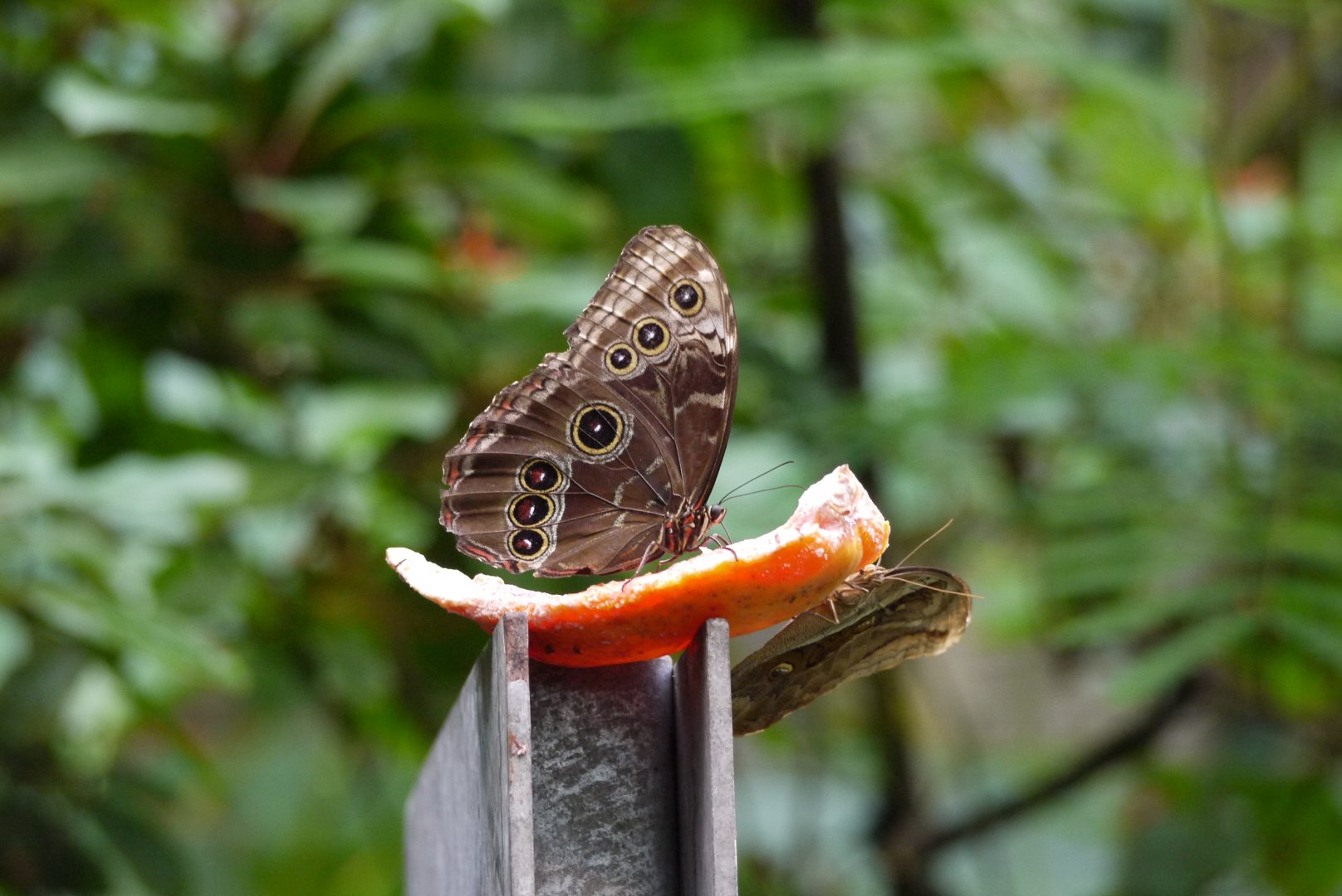 Peleides Blue Morpho