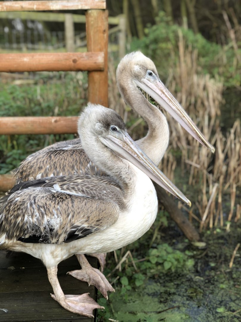 Peli-can & Peli-can’t....pink backed pelicans