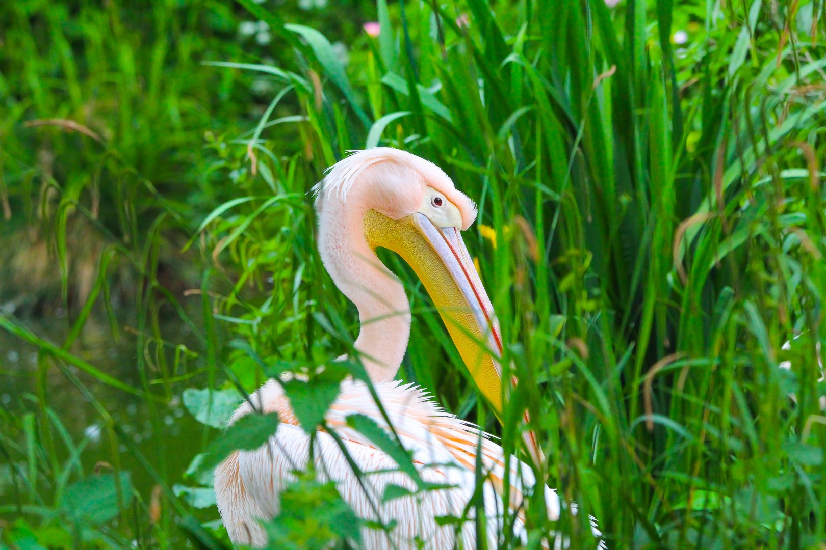 Pelican- 12th May 2025