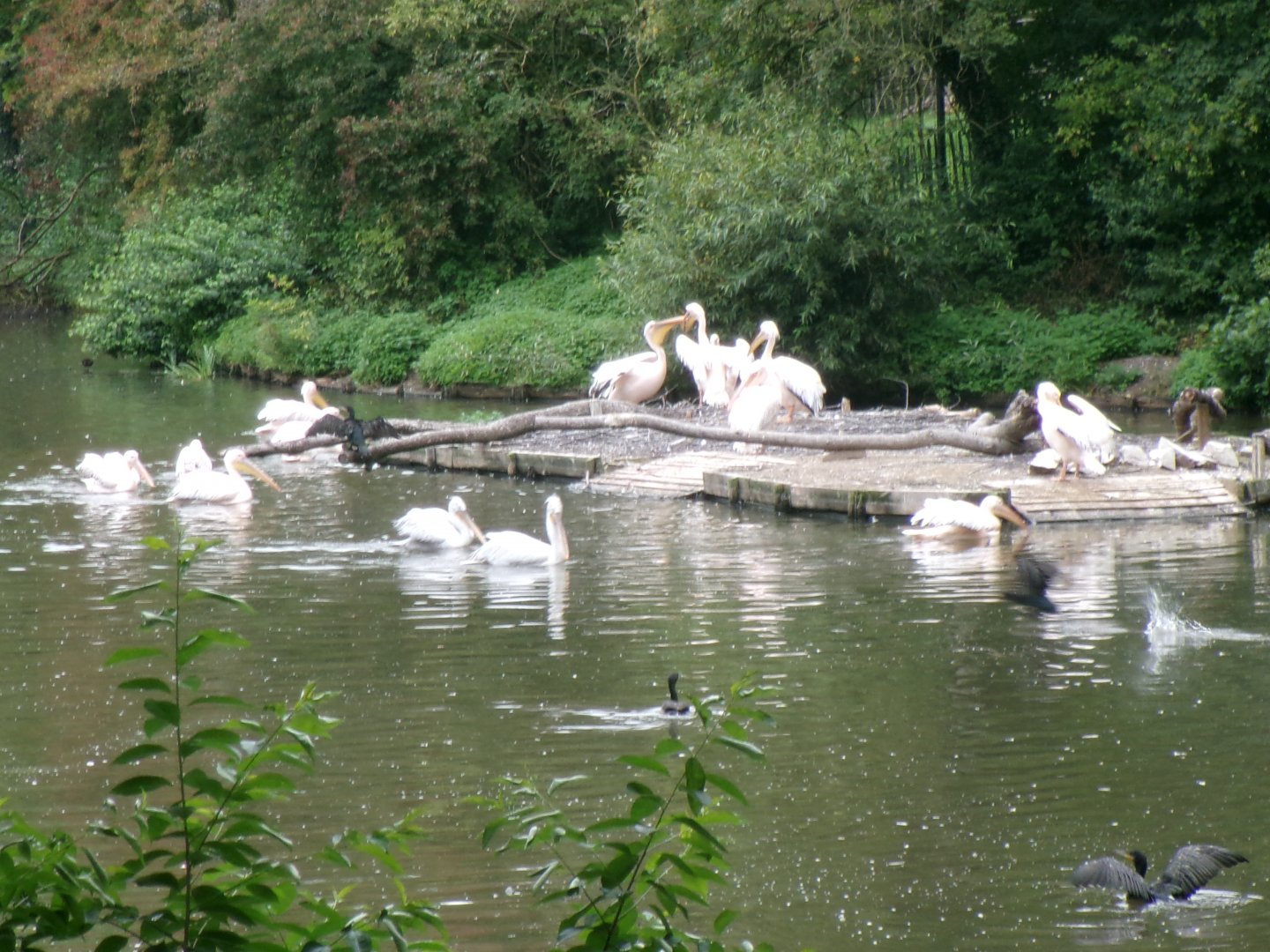 Pelican and cormorant dock