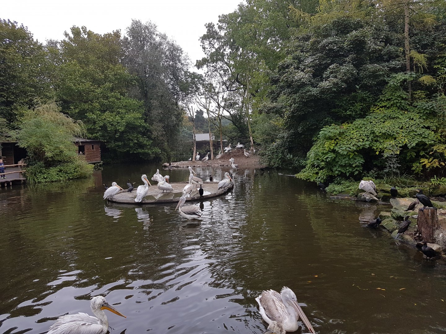 Pelican and Cormorant enclosure
